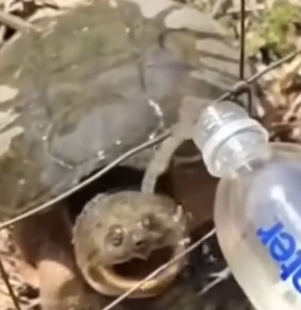 Part2 Animals Rescue #dogrescue #rescuedog #dogsofttiktok #foryoupage #foryou #dogs