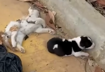 Part2 Animals Rescue #dogrescue #rescuedog #dogsofttiktok #foryoupage #foryou #dogs