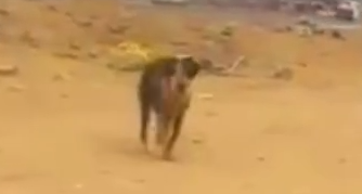 Part2 Animals Rescue #dogrescue #rescuedog #dogsofttiktok #foryoupage #foryou #dogs