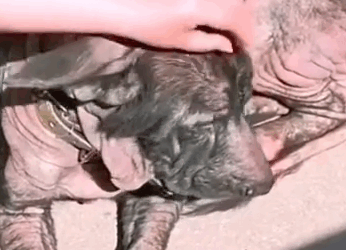 Part2 Animals Rescue #dogrescue #rescuedog #dogsofttiktok #foryoupage #foryou #dogs