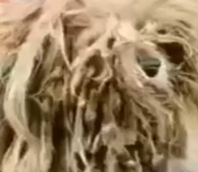 Part2 Animals Rescue #dogrescue #rescuedog #dogsofttiktok #foryoupage #foryou #dogs