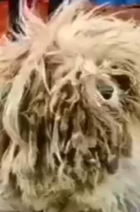 Part2 Animals Rescue #dogrescue #rescuedog #dogsofttiktok #foryoupage #foryou #dogs