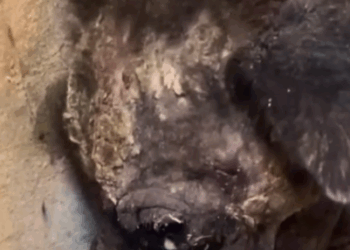 Part2 Animals Rescue #dogrescue #rescuedog #dogsofttiktok #foryoupage #foryou #dogs