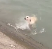 Part2 Animals Rescue #dogrescue #rescuedog #dogsofttiktok #foryoupage #foryou #dogs