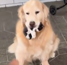 Part2 Animals Rescue #dogrescue #rescuedog #dogsofttiktok #foryoupage #foryou #dogs