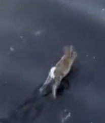 Part2 Animals Rescue #dogrescue #rescuedog #dogsofttiktok #foryoupage #foryou #dogs