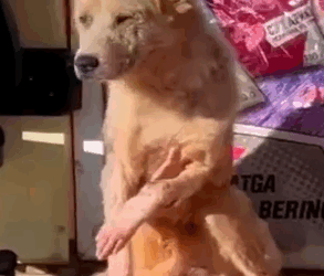 Part2 Animals Rescue #dogrescue #rescuedog #dogsofttiktok #foryoupage #foryou #dogs