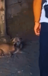 Part2 Animals Rescue #dogrescue #rescuedog #dogsofttiktok #foryoupage #foryou #dogs