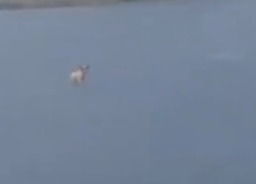 Part2 Animals Rescue #dogrescue #rescuedog #dogsofttiktok #foryoupage #foryou #dogs