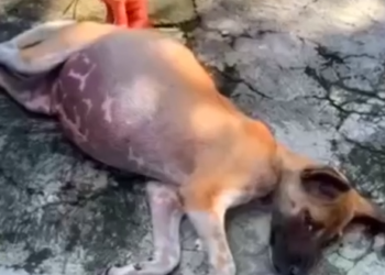 Part2 Animals Rescue #dogrescue #rescuedog #dogsofttiktok #foryoupage #foryou #dogs