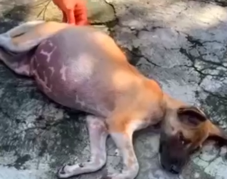 Part2 Animals Rescue #dogrescue #rescuedog #dogsofttiktok #foryoupage #foryou #dogs