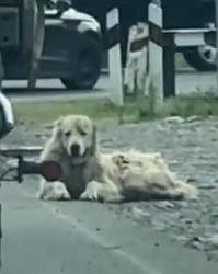 Part2 Animals Rescue #dogrescue #rescuedog #dogsofttiktok #foryoupage #foryou #dogs