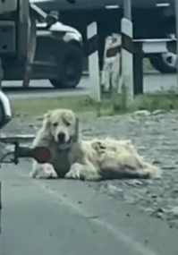 Part2 Animals Rescue #dogrescue #rescuedog #dogsofttiktok #foryoupage #foryou #dogs