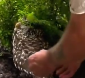 Part2 Animals Rescue #dogrescue #rescuedog #dogsofttiktok #foryoupage #foryou #dogs