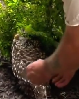 Part2 Animals Rescue #dogrescue #rescuedog #dogsofttiktok #foryoupage #foryou #dogs