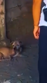 Part2 Animals Rescue #dogrescue #rescuedog #dogsofttiktok #foryoupage #foryou #dogs