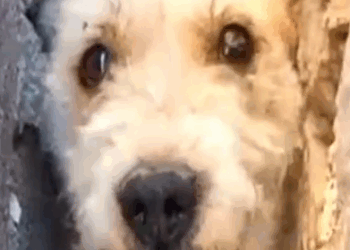 Part2 Animals Rescue #dogrescue #rescuedog #dogsofttiktok #foryoupage #foryou #dogs