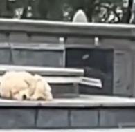 Part2 Animals Rescue #dogrescue #rescuedog #dogsofttiktok #foryoupage #foryou #dogs