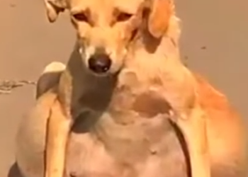 Part2 Animals Rescue #dogrescue #rescuedog #dogsofttiktok #foryoupage #foryou #dogs