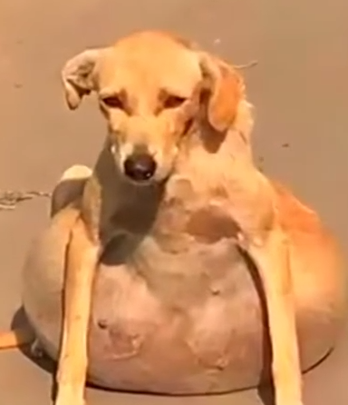 Part2 Animals Rescue #dogrescue #rescuedog #dogsofttiktok #foryoupage #foryou #dogs