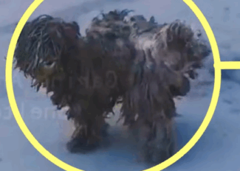 Part2 Animals Rescue #dogrescue #rescuedog #dogsofttiktok #foryoupage #foryou #dogs