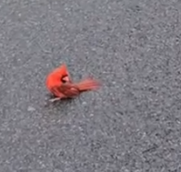 Part2 Animals Rescue #dogrescue #rescuedog #dogsofttiktok #foryoupage #foryou #dogs