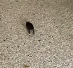 Part2 Animals Rescue #dogrescue #rescuedog #dogsofttiktok #foryoupage #foryou #dogs