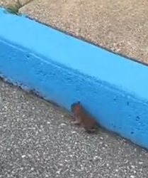 Part2 Animals Rescue #dogrescue #rescuedog #dogsofttiktok #foryoupage #foryou #dogs