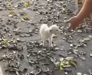 Part2 Animals Rescue #dogrescue #rescuedog #dogsofttiktok #foryoupage #foryou #dogs