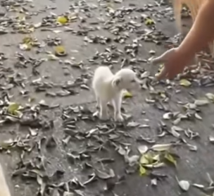 Part2 Animals Rescue #dogrescue #rescuedog #dogsofttiktok #foryoupage #foryou #dogs