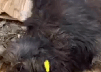 Part2 Animals Rescue #dogrescue #rescuedog #dogsofttiktok #foryoupage #foryou #dogs