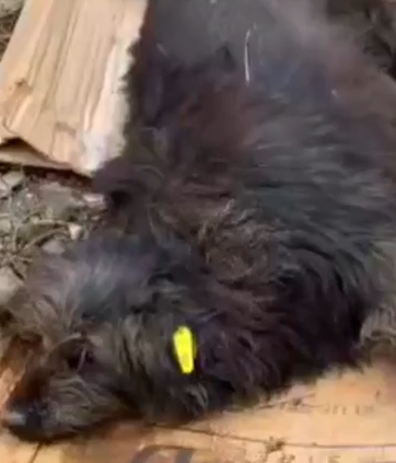 Part2 Animals Rescue #dogrescue #rescuedog #dogsofttiktok #foryoupage #foryou #dogs