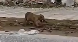 Part2 Animals Rescue #dogrescue #rescuedog #dogsofttiktok #foryoupage #foryou #dogs