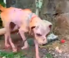 Part2 Animals Rescue #dogrescue #rescuedog #dogsofttiktok #foryoupage #foryou #dogs