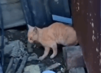 Part2 Animals Rescue #dogrescue #rescuedog #dogsofttiktok #foryoupage #foryou #dogs