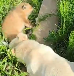 Part2 Animals Rescue #dogrescue #rescuedog #dogsofttiktok #foryoupage #foryou #dogs