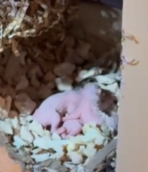 Part2 Animals Rescue #dogrescue #rescuedog #dogsofttiktok #foryoupage #foryou #dogs