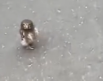 Part2 Animals Rescue #dogrescue #rescuedog #dogsofttiktok #foryoupage #foryou #dogs