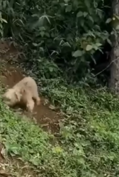 Part2 Animals Rescue #dogrescue #rescuedog #dogsofttiktok #foryoupage #foryou #dogs