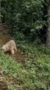 Part2 Animals Rescue #dogrescue #rescuedog #dogsofttiktok #foryoupage #foryou #dogs