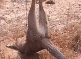 Part2 Animals Rescue #dogrescue #rescuedog #dogsofttiktok #foryoupage #foryou #dogs