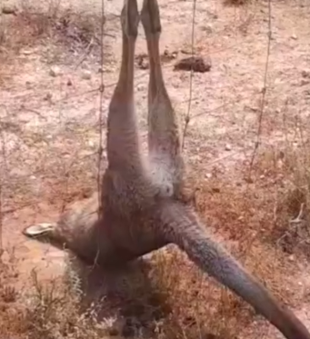 Part2 Animals Rescue #dogrescue #rescuedog #dogsofttiktok #foryoupage #foryou #dogs