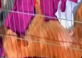 Part2 Animals Rescue #dogrescue #rescuedog #dogsofttiktok #foryoupage #foryou #dogs