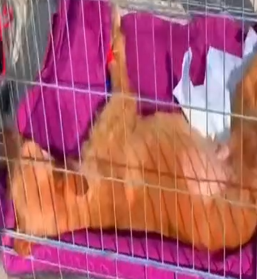 Part2 Animals Rescue #dogrescue #rescuedog #dogsofttiktok #foryoupage #foryou #dogs