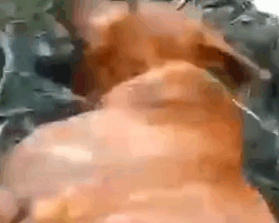 Part2 Animals Rescue #dogrescue #rescuedog #dogsofttiktok #foryoupage #foryou #dogs