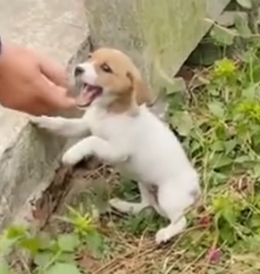 Part2 Animals Rescue #dogrescue #rescuedog #dogsofttiktok #foryoupage #foryou #dogs