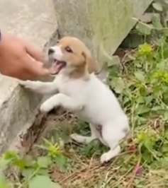 Part2 Animals Rescue #dogrescue #rescuedog #dogsofttiktok #foryoupage #foryou #dogs