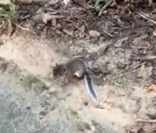 Part2 Animals Rescue #dogrescue #rescuedog #dogsofttiktok #foryoupage #foryou #dogs