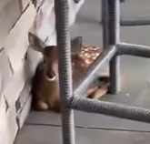 Part2 Animals Rescue #dogrescue #rescuedog #dogsofttiktok #foryoupage #foryou #dogs