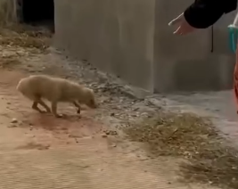 Part2 Animals Rescue #dogrescue #rescuedog #dogsofttiktok #foryoupage #foryou #dogs